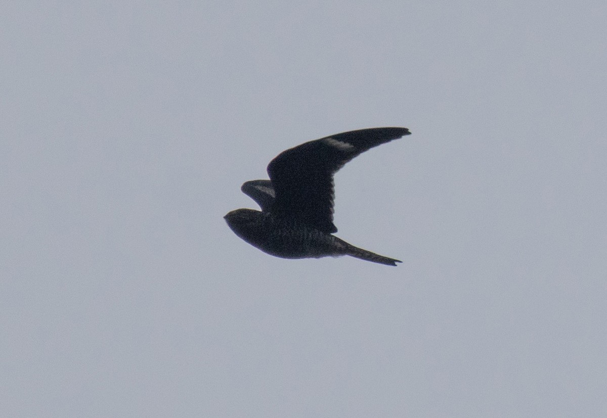 Common Nighthawk - ML642711832