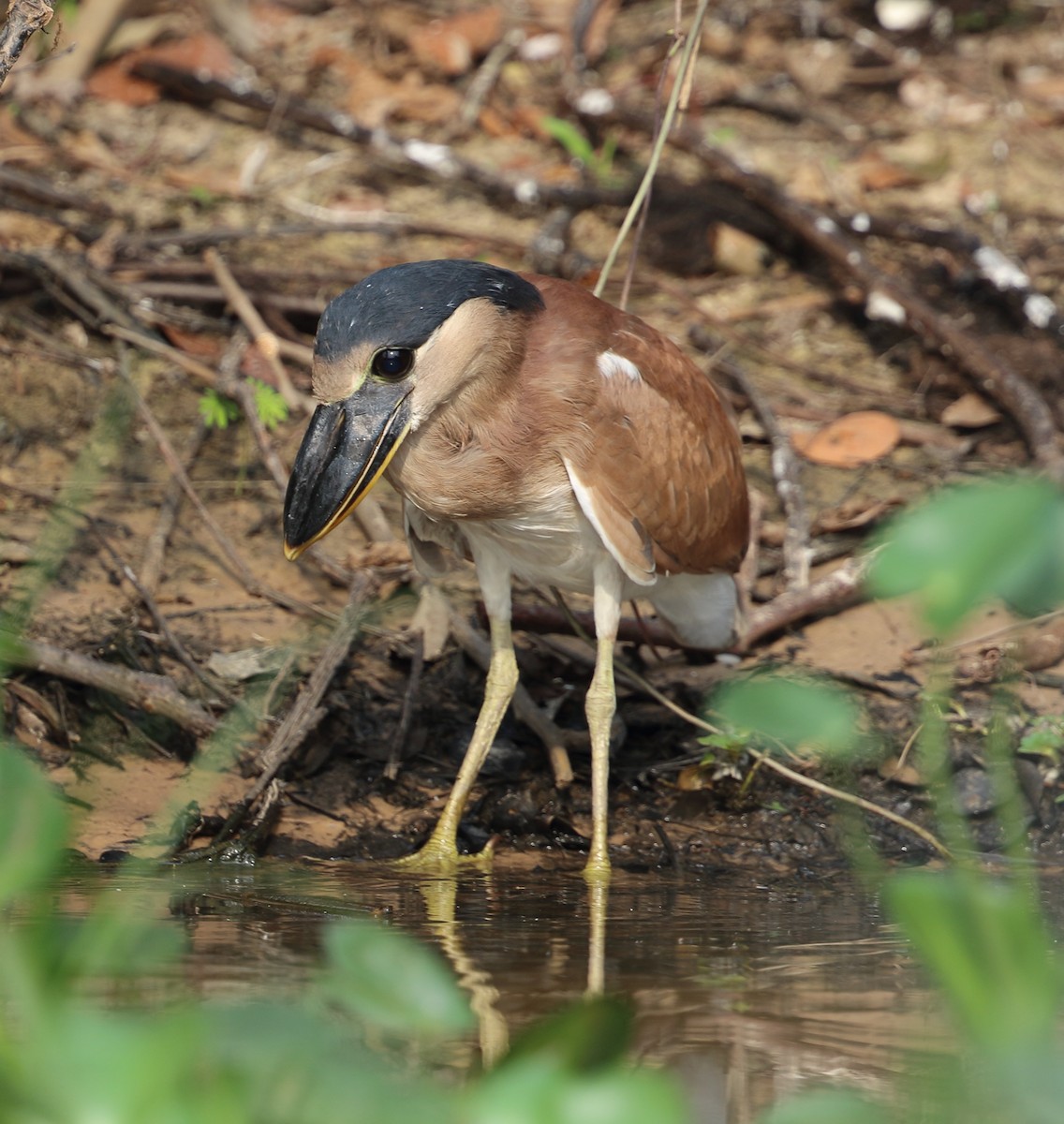 Boat-billed Heron - ML642711834