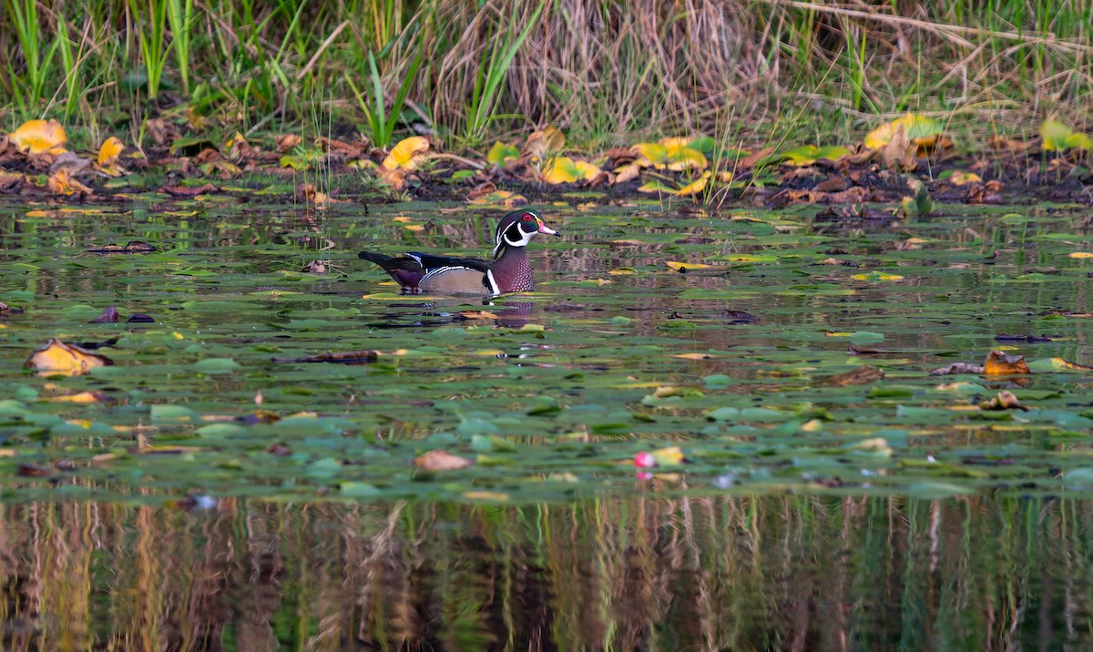 Wood Duck - ML642711835