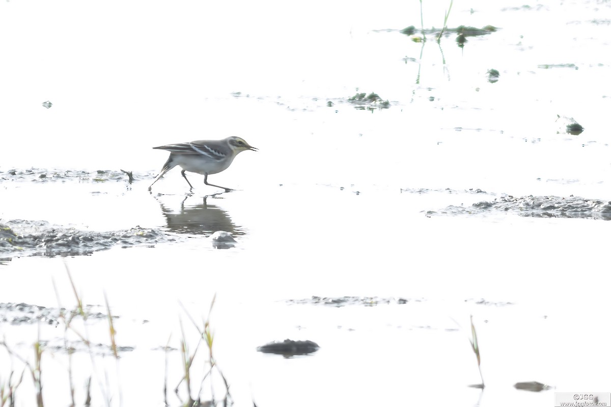 Citrine Wagtail - Javier Gómez González