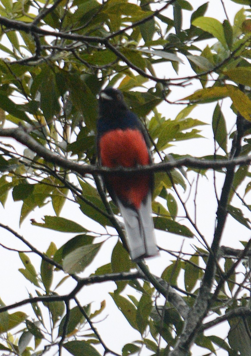 Surucua Trogon - ML642711863