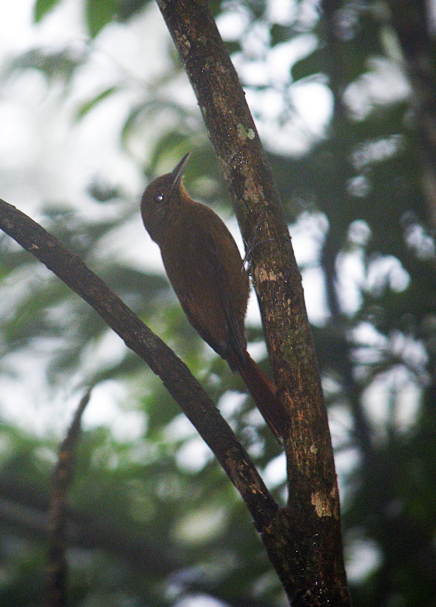 Plain-winged Woodcreeper - ML642711869