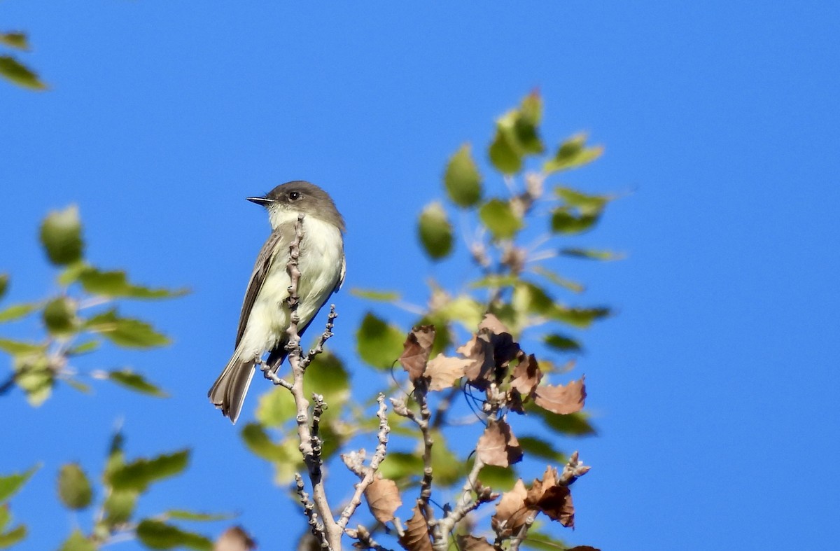 Eastern Phoebe - ML642711871