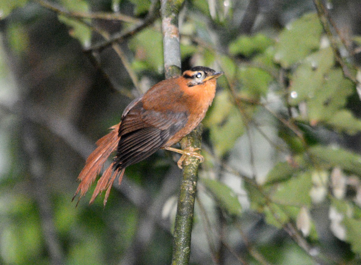 Black-capped Foliage-gleaner - ML642711872