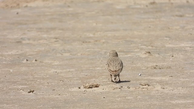 Sand Lark - ML642711880