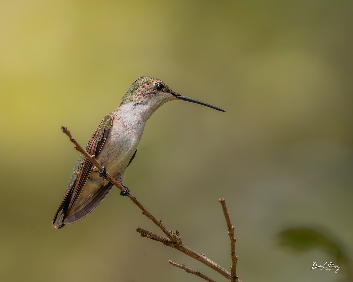 rubinstrupekolibri - ML642711909