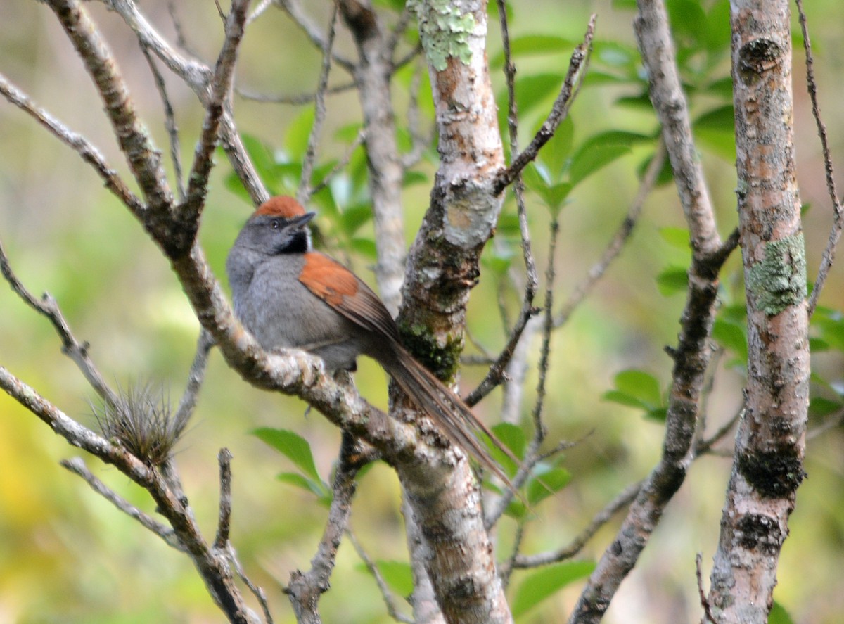 Spix's Spinetail - ML642711943