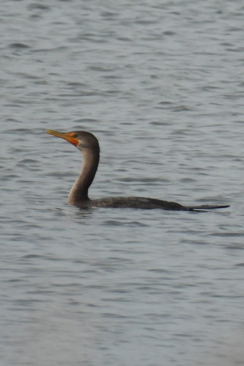 Ubarroi belarriduna - ML642711962
