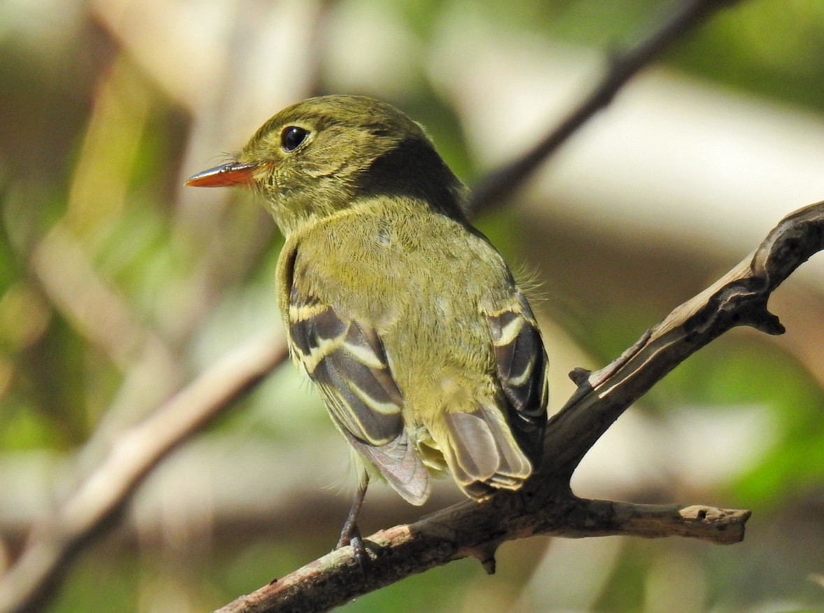 Yellow-bellied Flycatcher - ML642711964