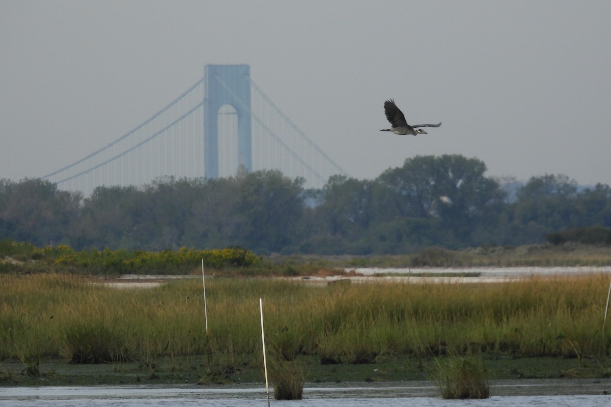 Yellow-crowned Night Heron - ML642711970