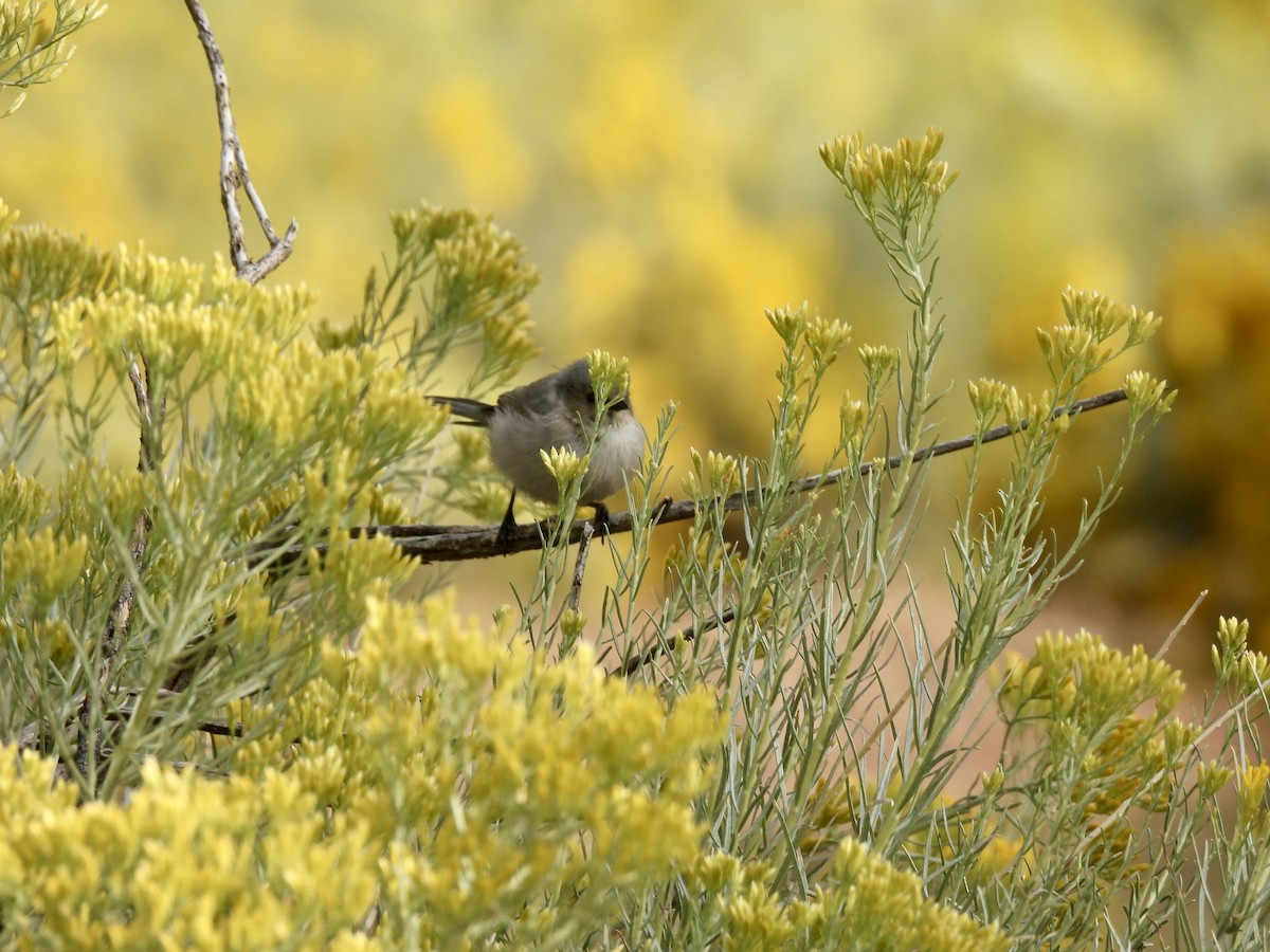 Bushtit - ML642711984