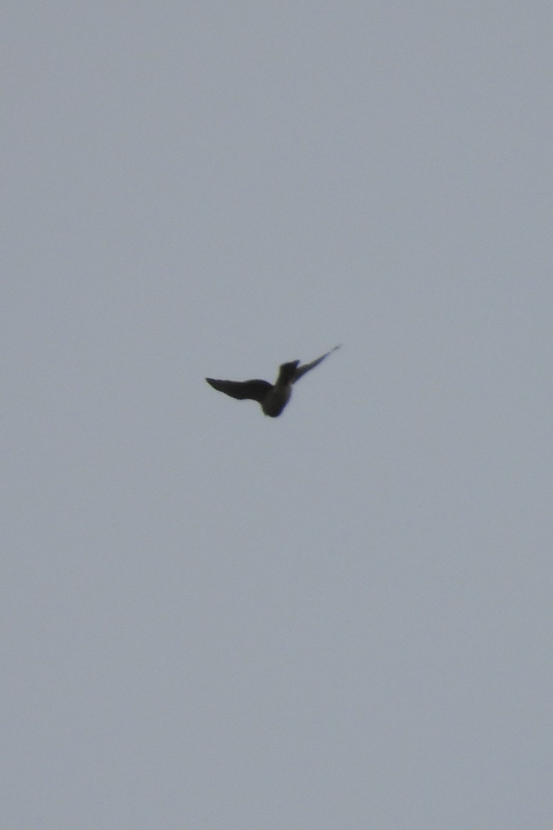 Sharp-shinned Hawk - ML642712014