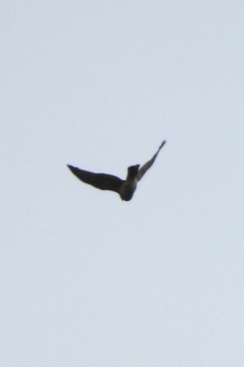 Sharp-shinned Hawk - ML642712016