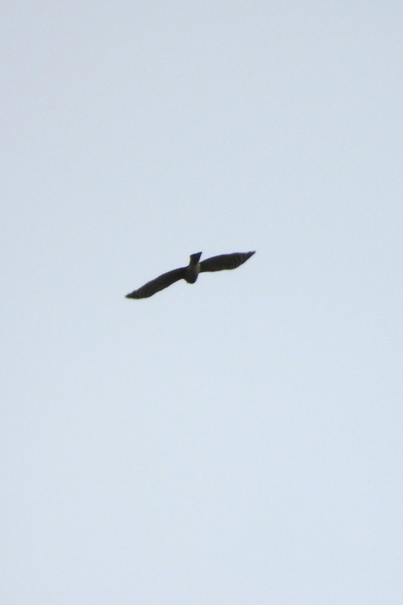 Sharp-shinned Hawk - ML642712017
