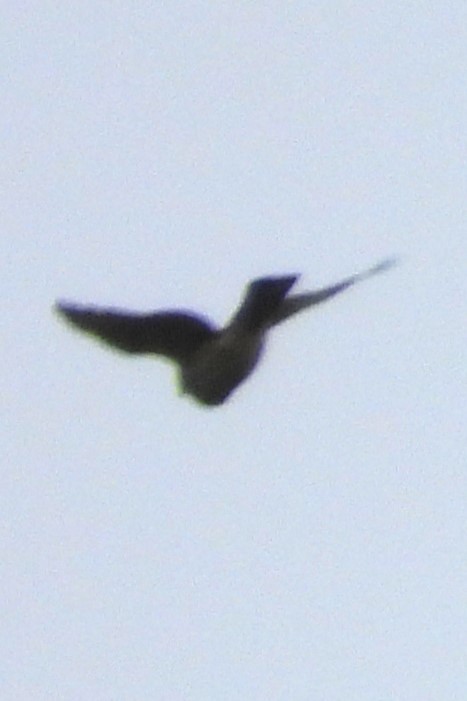Sharp-shinned Hawk - ML642712019