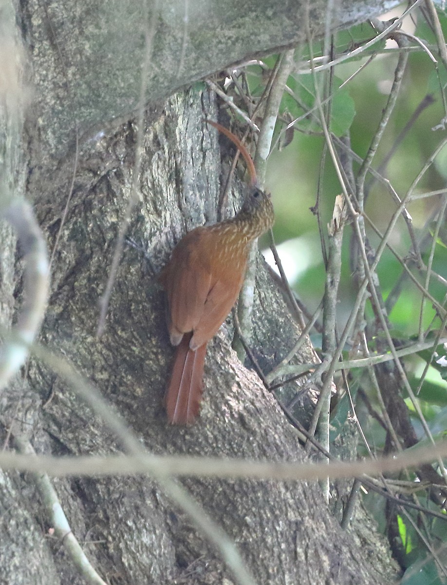 Red-billed Scythebill - ML642712024