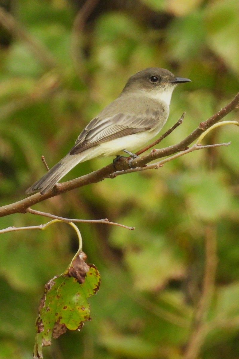 Eastern Phoebe - ML642712026