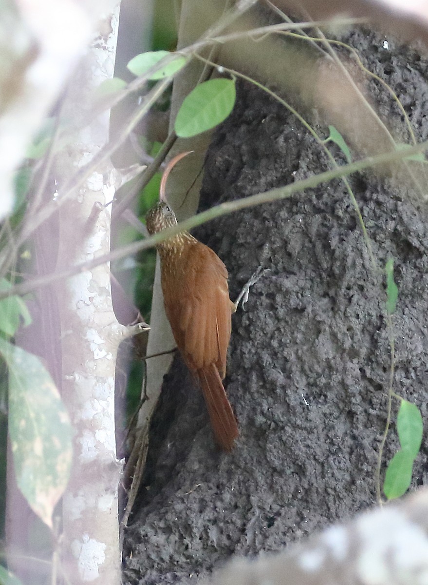 Red-billed Scythebill - ML642712032