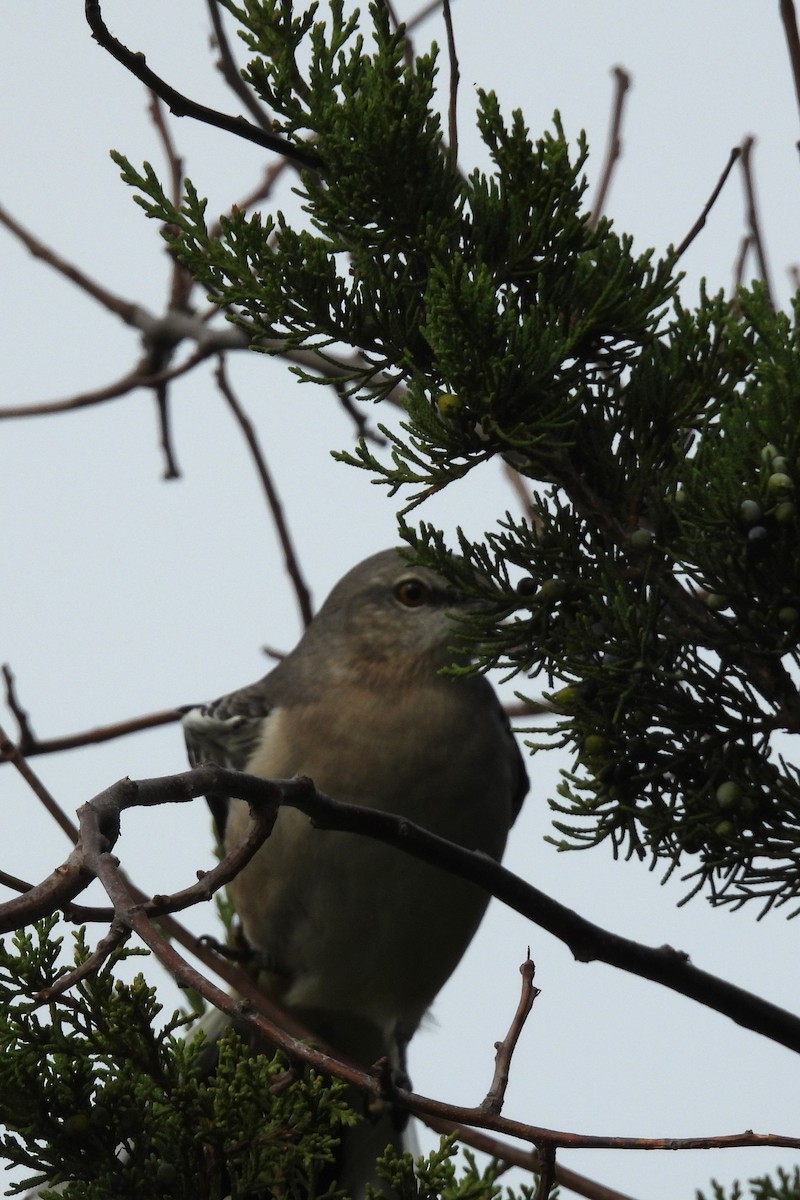 Northern Mockingbird - ML642712034
