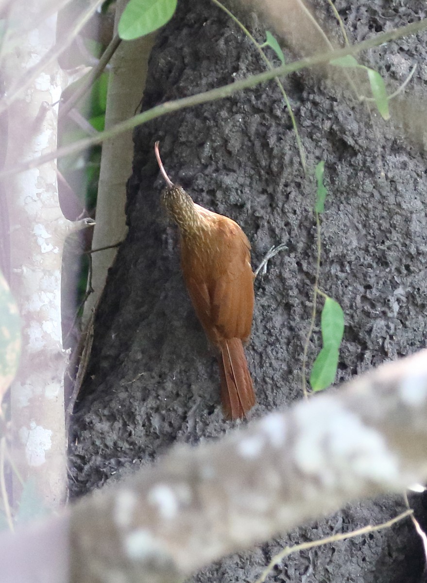 Red-billed Scythebill - ML642712036