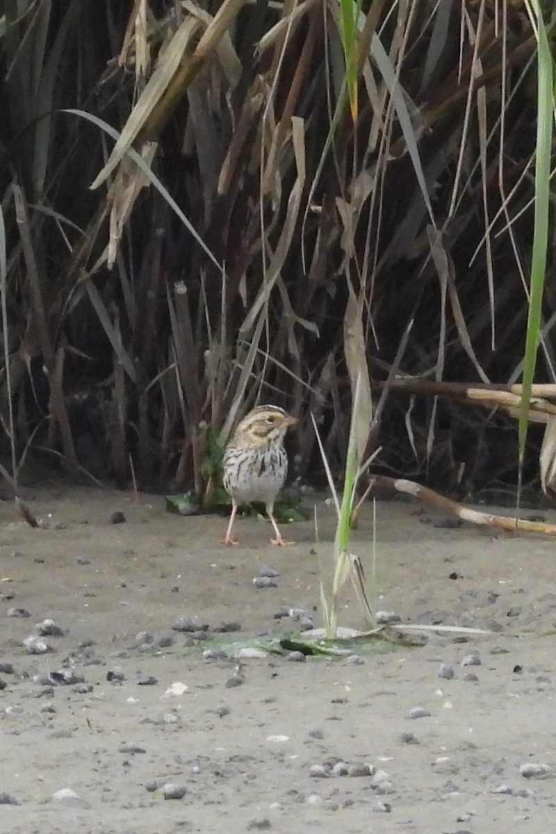 Savannah Sparrow - ML642712048