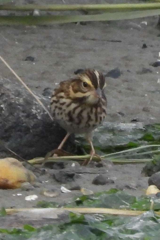 Savannah Sparrow - ML642712049