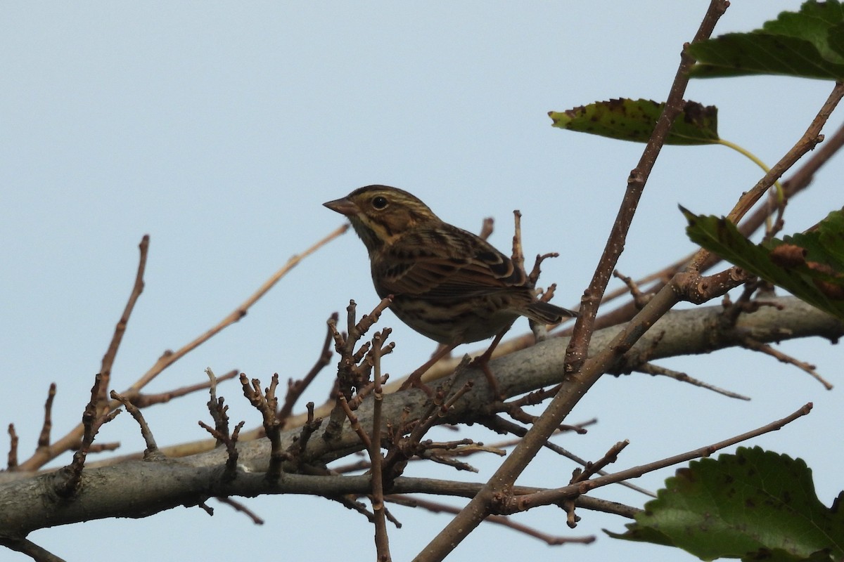 Savannah Sparrow - ML642712050