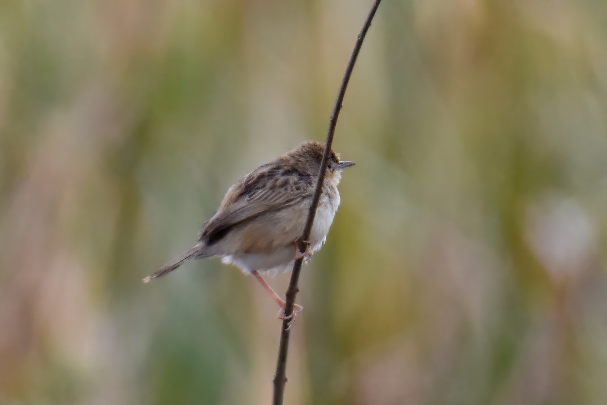 Madagascar Cisticola - ML642712063
