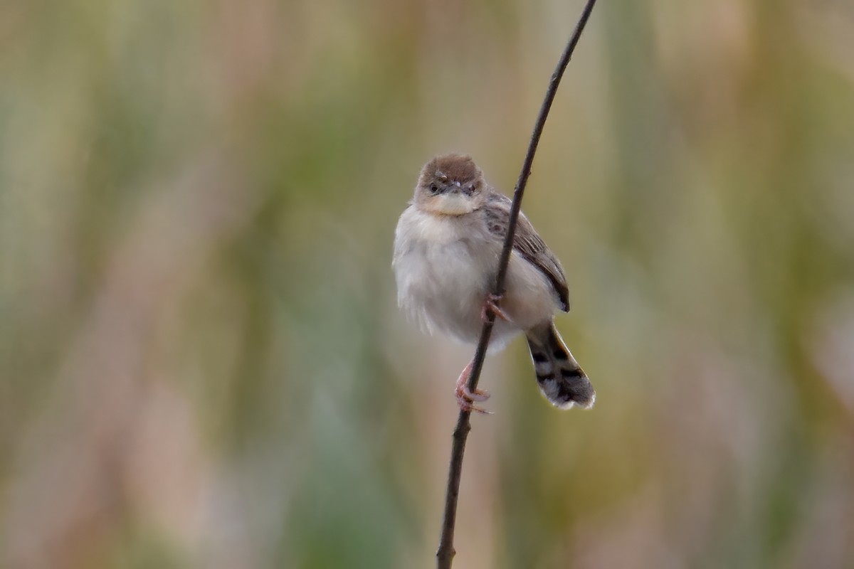 Madagascar Cisticola - ML642712064
