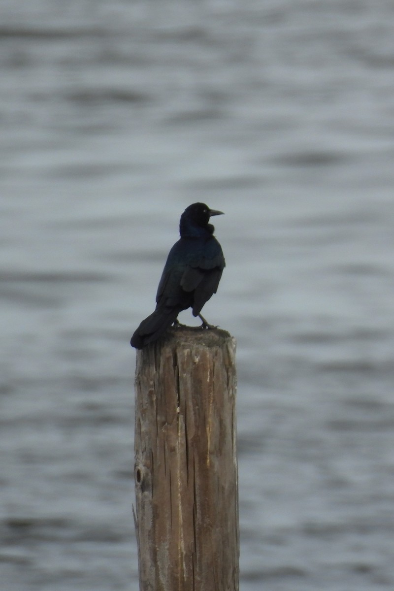 Boat-tailed Grackle - ML642712069
