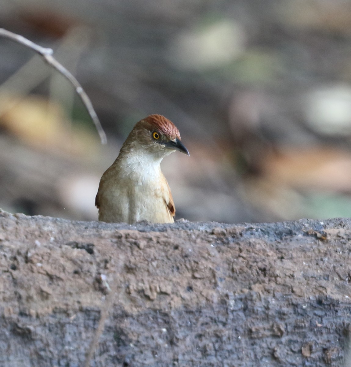Greater Thornbird - ML642712089