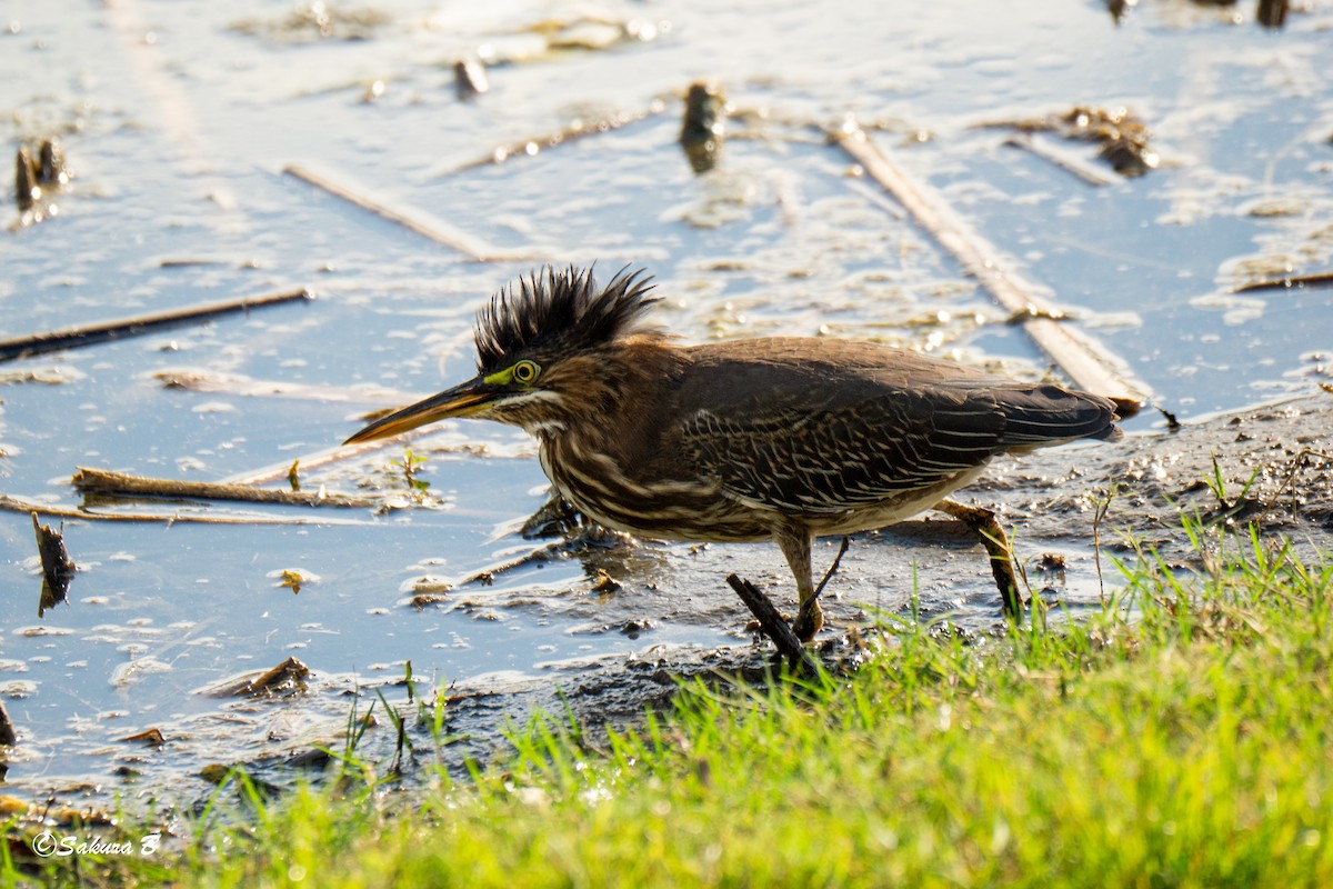Green Heron - ML642712090