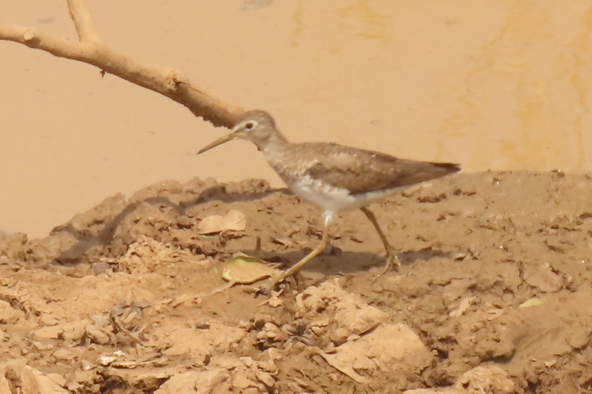 Solitary Sandpiper - ML642712092