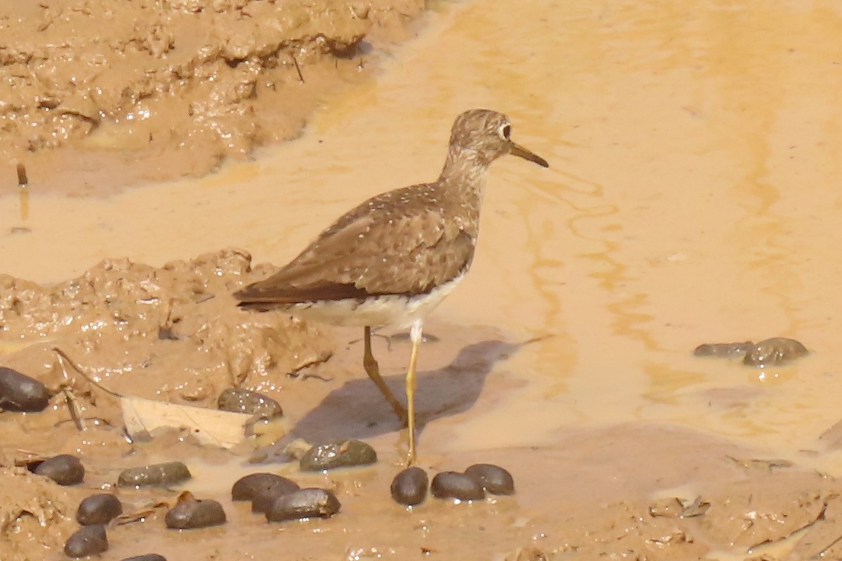 Solitary Sandpiper - ML642712093