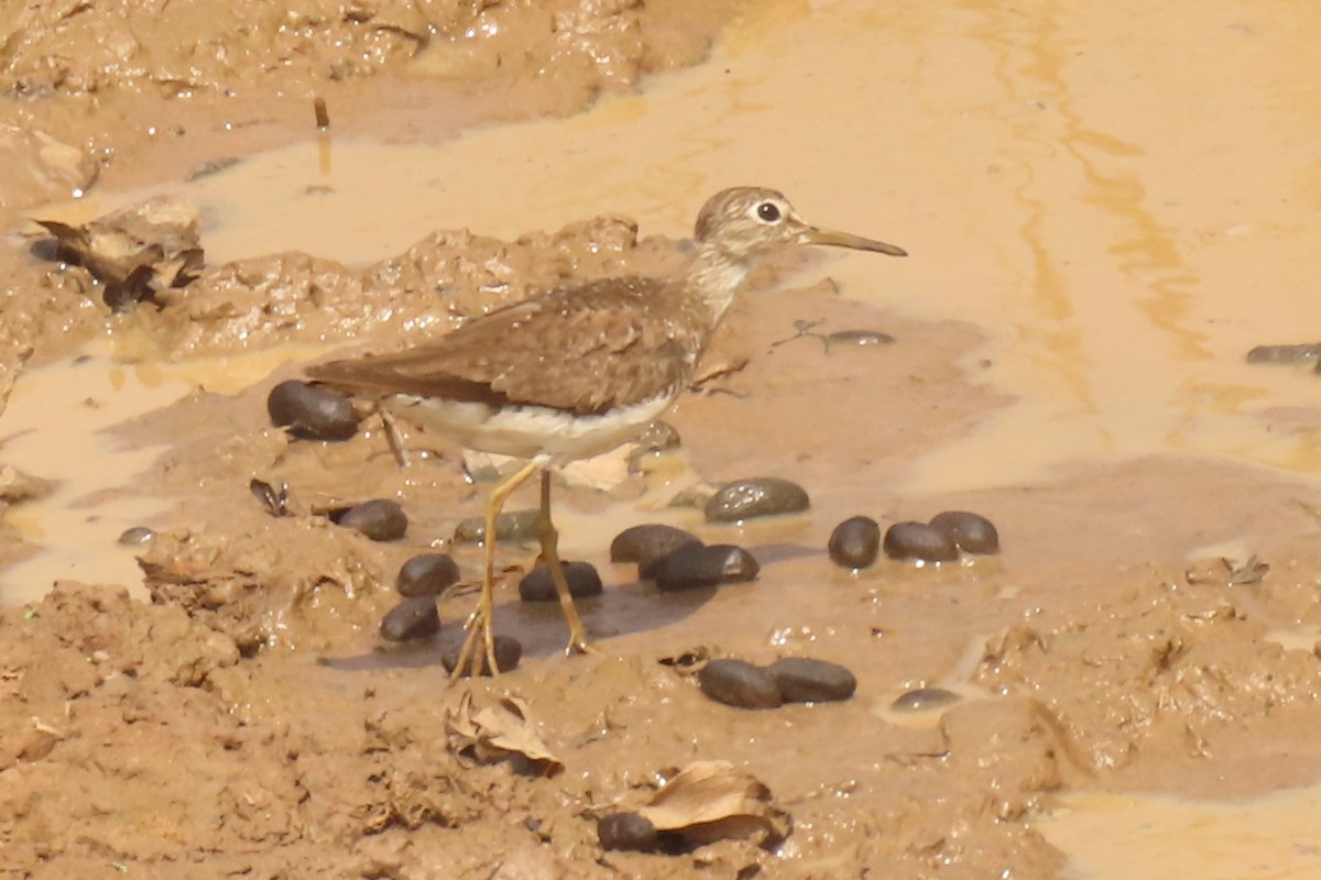 Solitary Sandpiper - ML642712094