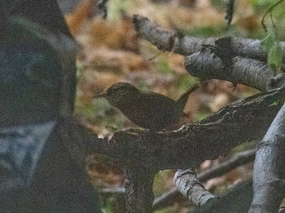 Winter Wren - ML642712097
