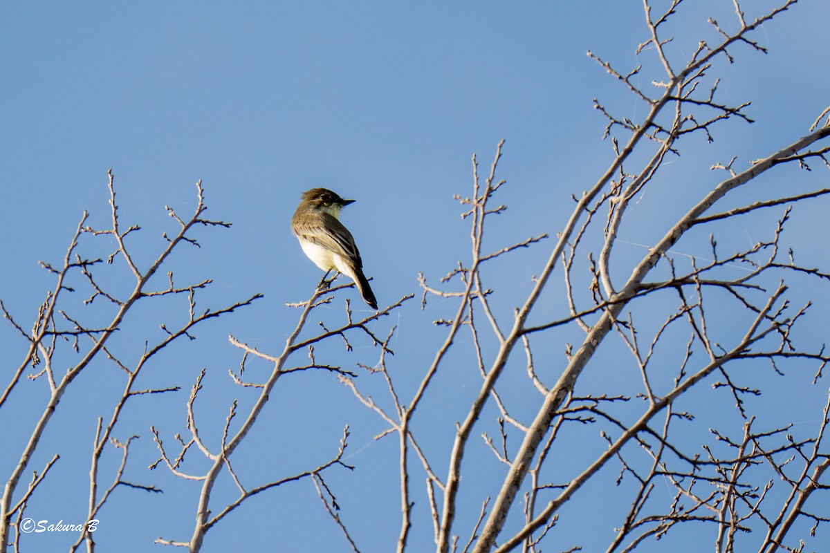 Eastern Phoebe - ML642712113