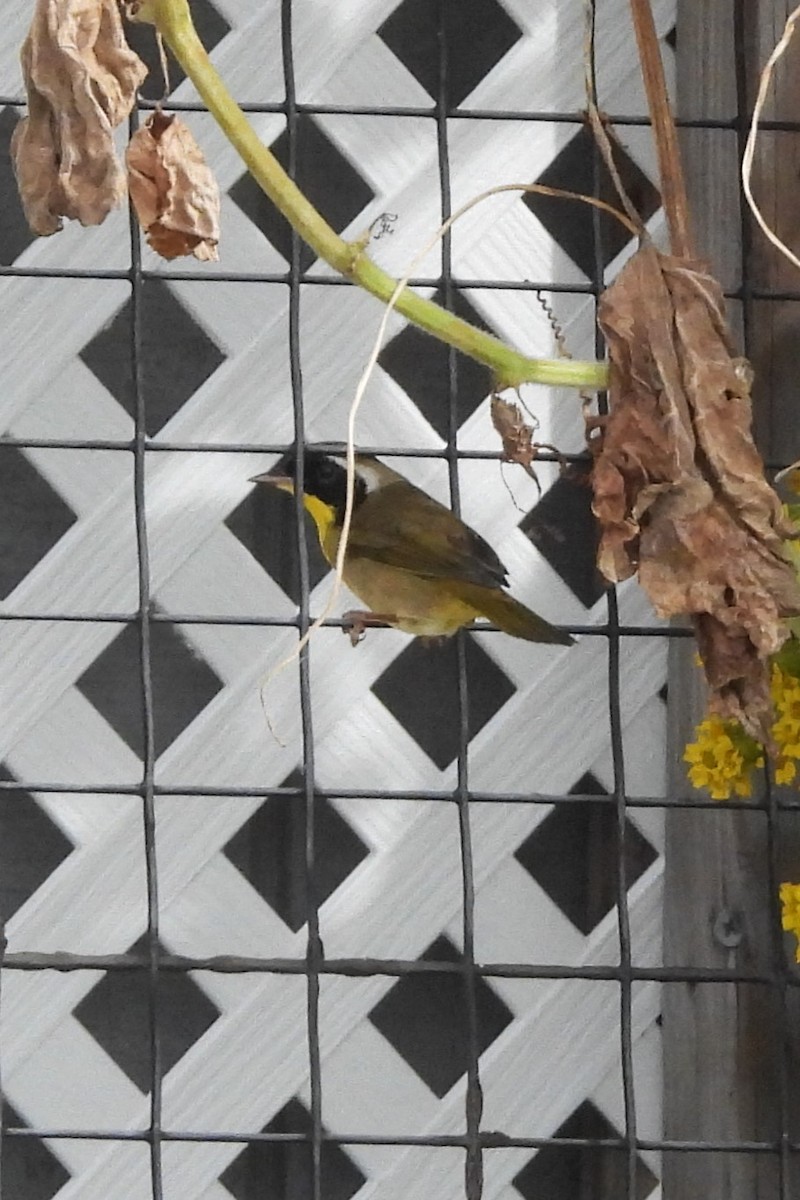 Common Yellowthroat - ML642712114