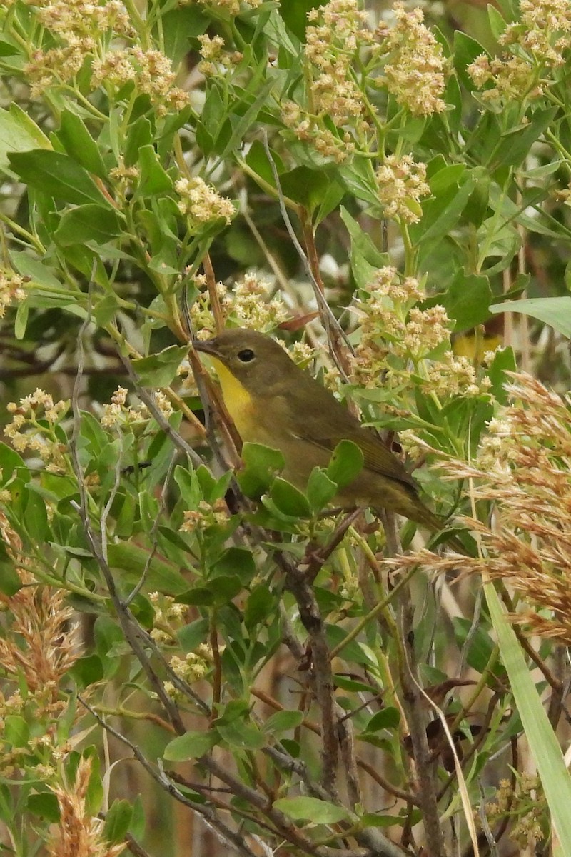 Common Yellowthroat - ML642712115