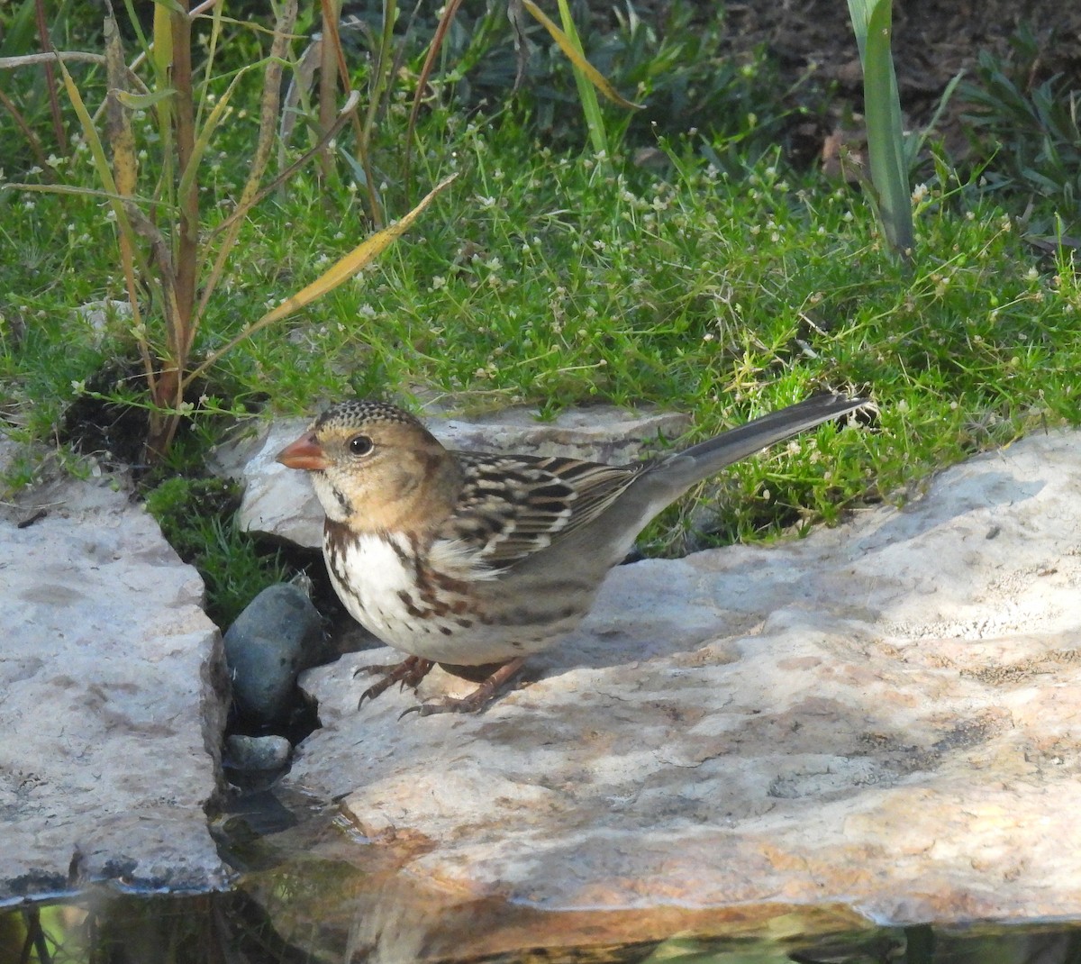 Harris's Sparrow - ML642712118