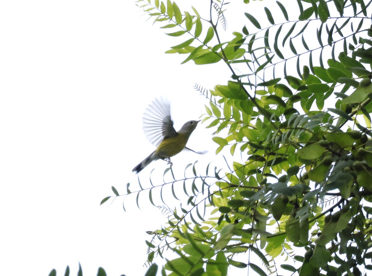 Magnolia Warbler - ML642712119