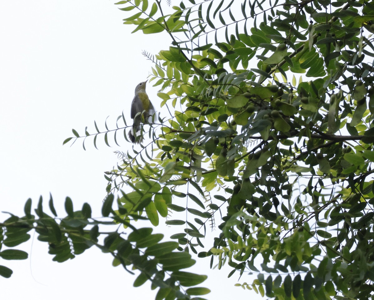 Magnolia Warbler - ML642712120
