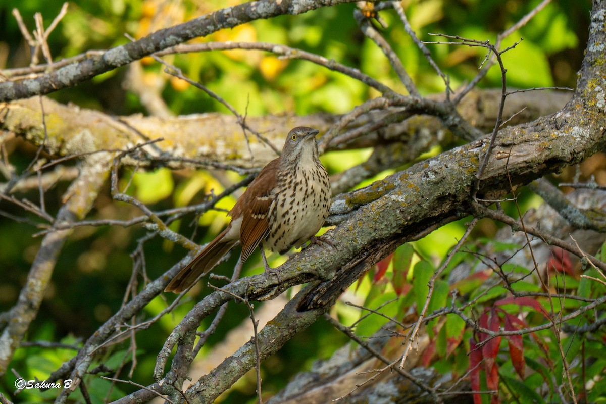 Brown Thrasher - ML642712121