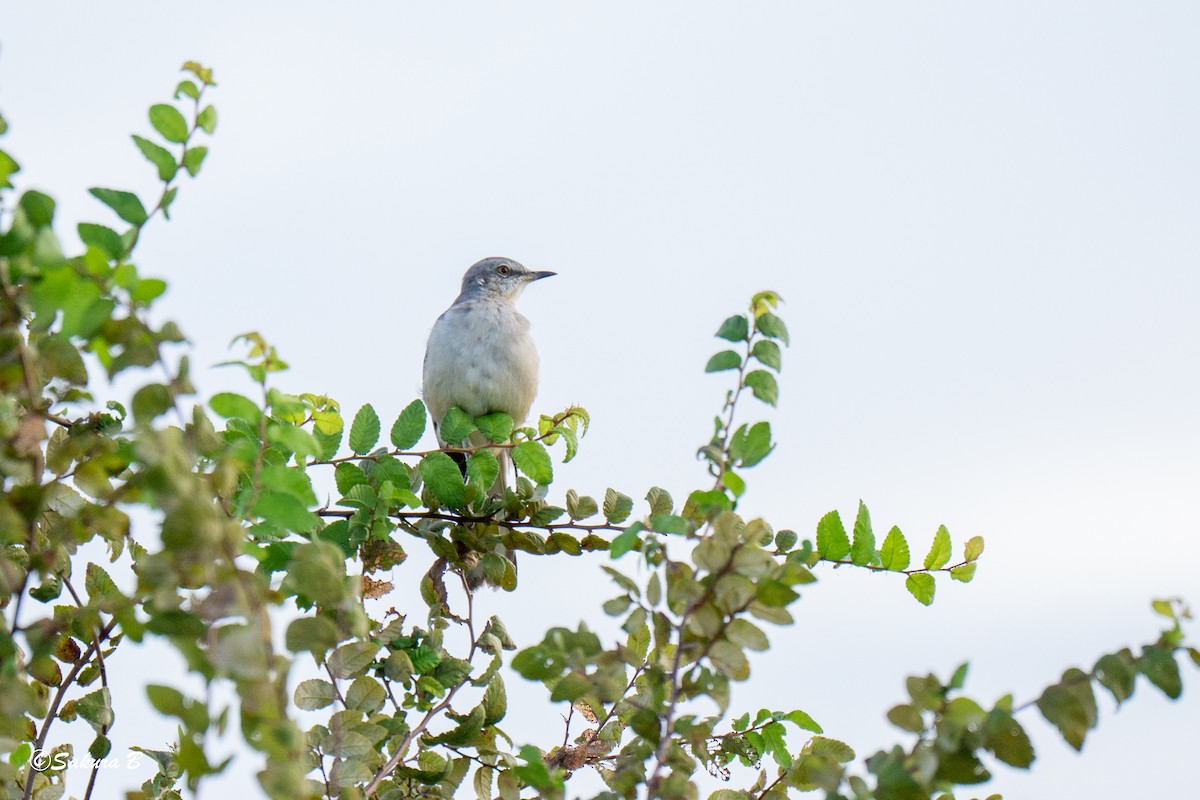 Northern Mockingbird - ML642712130
