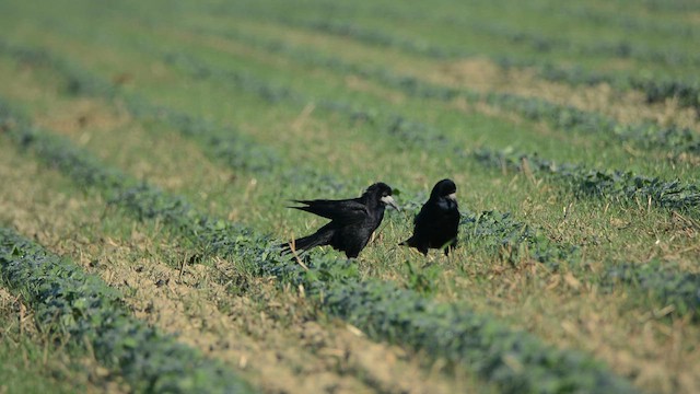 Rook - ML642712143