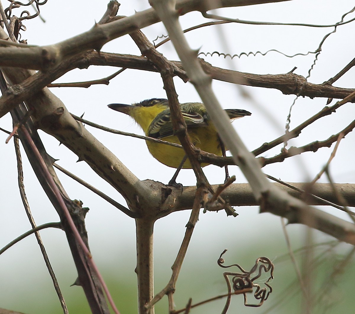 Common Tody-Flycatcher - ML642712150