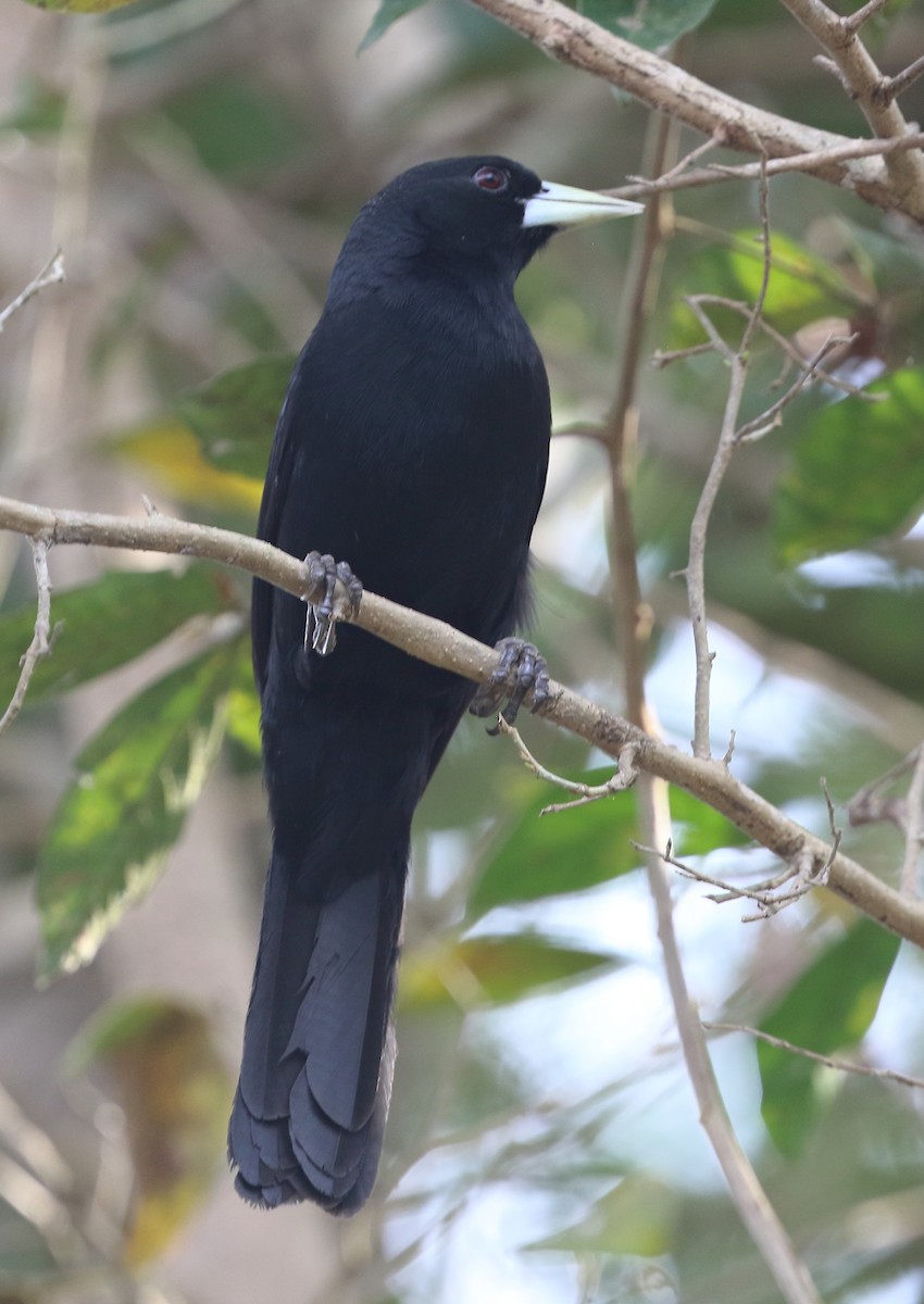 Solitary Black Cacique - ML642712169