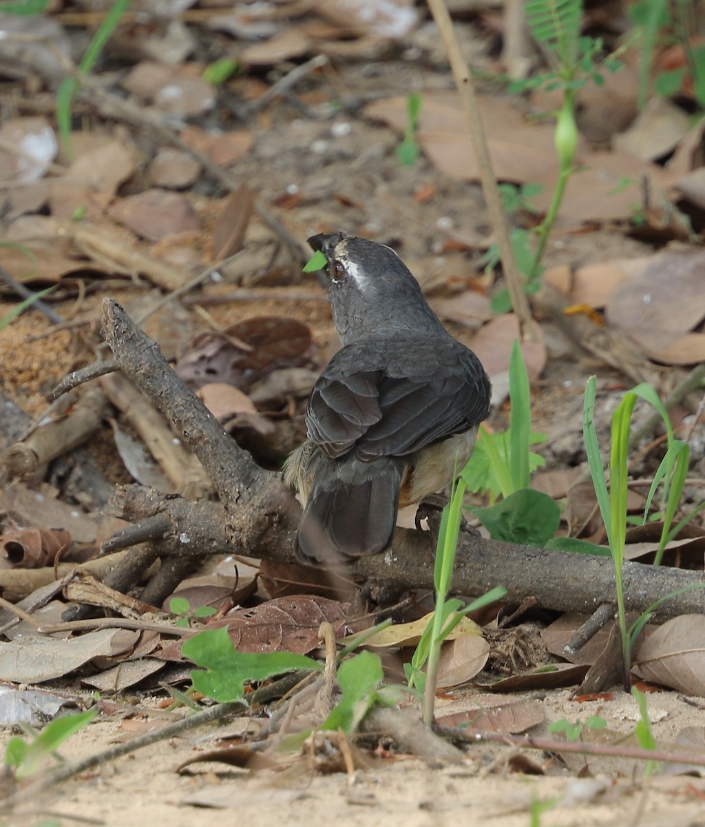 Bluish-gray Saltator - ML642712202