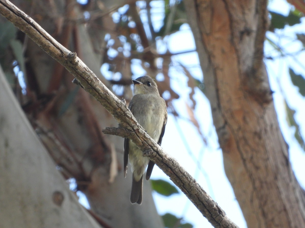 Western Wood-Pewee - ML642712211