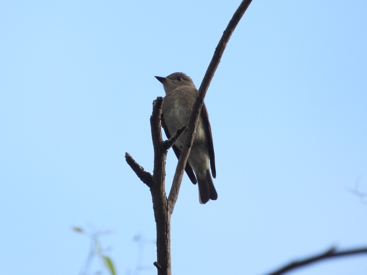 Western Wood-Pewee - ML642712217